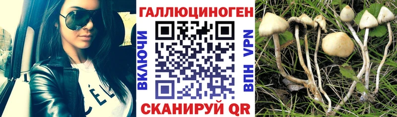 Псилоцибиновые грибы GOLDEN TEACHER  kraken вход  Холмск 